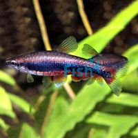 Golden Pencilfish 3cm