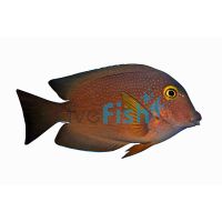 Gold Ring Bristle Tang (Square Tail) - Medium