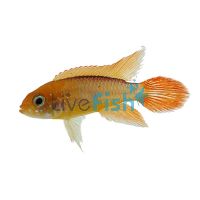 Gold Fire Red Agassizii 3cm