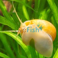Gold Mystery Snail - Large