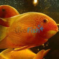 Gold Severum 3.5cm