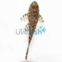 Gold Spotted Pleco 6cm