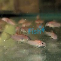 Corydoras Neon Gold Stripe - Juvenile Colour 2.5cm