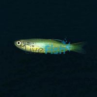 Gold Striped Blue Danio 3.5cm