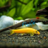 Gold Sucking Catfish 5cm