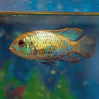 Golden Dwarf Cichlid 3cm