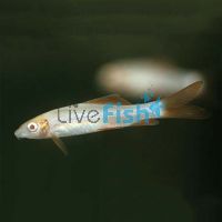Golden Shark (Albino Rainbow) 5cm