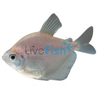 Golden Black Widow Tetra 3cm