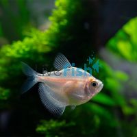 Golden Black Widow Tetra 3.5cm