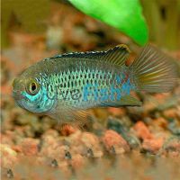 Golden Dwarf Cichlid 3.5cm