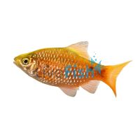 Male Neon Rosy Barb 5cm