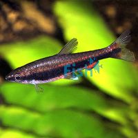Golden Pencilfish - Red Form 2.5cm