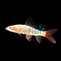 Golden Shark - Albino Rainbow 4cm