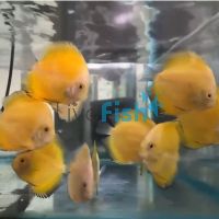 Golden Sunset Discus 9cm