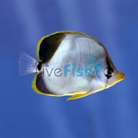 Goldhead Butterflyfish - Medium