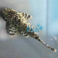 Gold Spotted Plecostomus (L1) 4cm