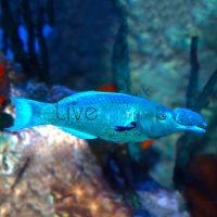 Green Birdmouth Wrasse - Large