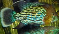 Silver Saum 12cm - Aequidens Rivulatus White Edged