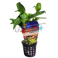 Green Mini Bamboo - Bunch