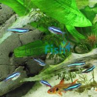 Green Neon Tetra 2cm