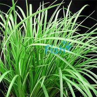 Green Rush Bunch