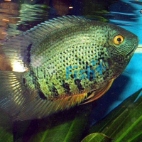 Green Severum 5cm