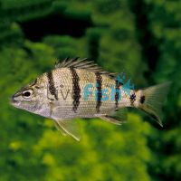 Barred Grunter 10cm