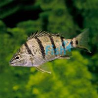 Barred Grunter 5cm
