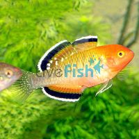 Empire Gudgeon 8cm