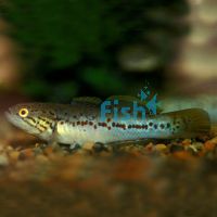 Gudgeon Purple Spotted - Northen 10cm