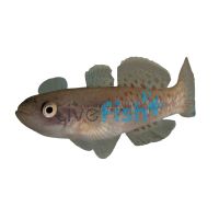 Gudgeon Purple Spotted - Prior Creek 3cm