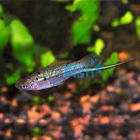 Guentheri Swordtail 3.5cm
