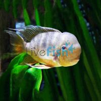 Gymnogeophagus Balzanii 3.5cm