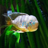 Gymnogeophagus Balzanii 5cm