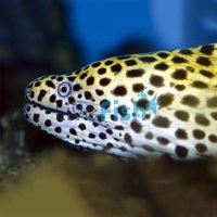 Honeycomb Moray Eel - Medium