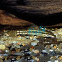 Sucking Catfish 4cm