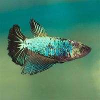 Female Halfmoon Fighter 5cm