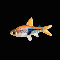 Harlequin Rasbora 3.5cm