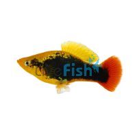 Hawaiian Variatus Platy 3.5cm