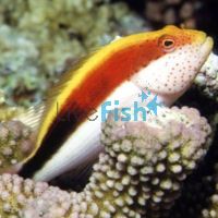 Hawkfish Freckled - Medium