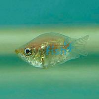 Balloon Pink Kissing Gourami (Short Body) 5cm