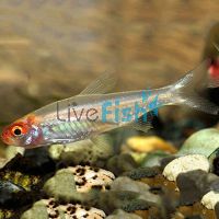 Platinum Rummynose Tetra 3cm