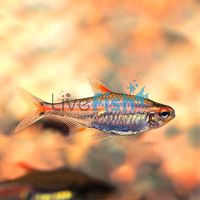 Glolite Tetra 3.5cm