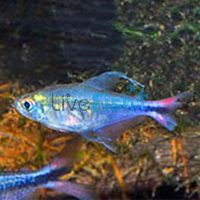 Phoenix Tetra 3cm