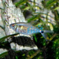 Head & Tail Light Tetra 3.5cm