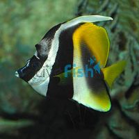 Masked Bannerfish - Medium