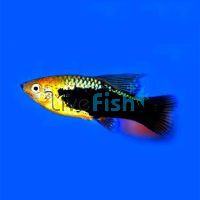 Hi Fin Variatus Platy 4cm