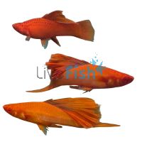 Hi Fin Blood Red Swordtail 5cm
