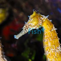 Zebra Snouted Seahorse 7cm