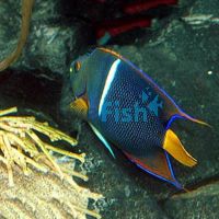 Passer-King Angelfish - Small